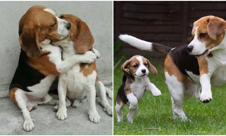 After 10 months of separation, the mother dog hugged the puppy after being reunited, making the owner extremely touched and hesitant to separate them again