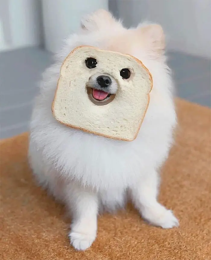 Laugh out loud: With the cutest animal snaps and cutest ‘sandwiches’ taking the Internet by storm