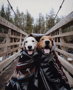 Forest Romance: The Bitter Cold Unveils the Intense Love of a Brown and White Dog Duo