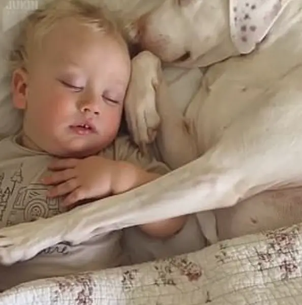 This dog was abused by its owner, but luckily it was taken in by a new family, and now a kid gives him comfort