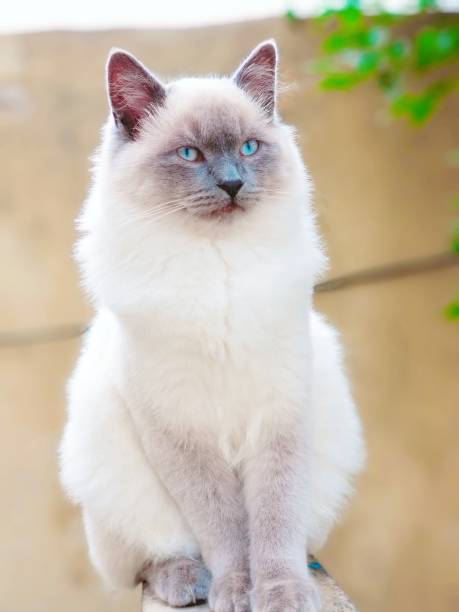 Enchanting Elegance: Capturing the Charm of a Fluffy Ragdoll in a Studio Setting.thi