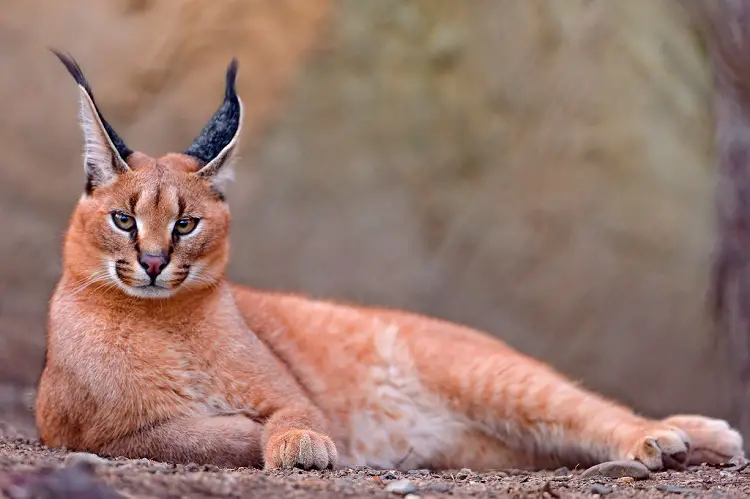 Embark on a captivating journey of discovery as we delve into the enigmatic allure of the Caracal cat, unraveling the secrets of its untamed spirit.thi