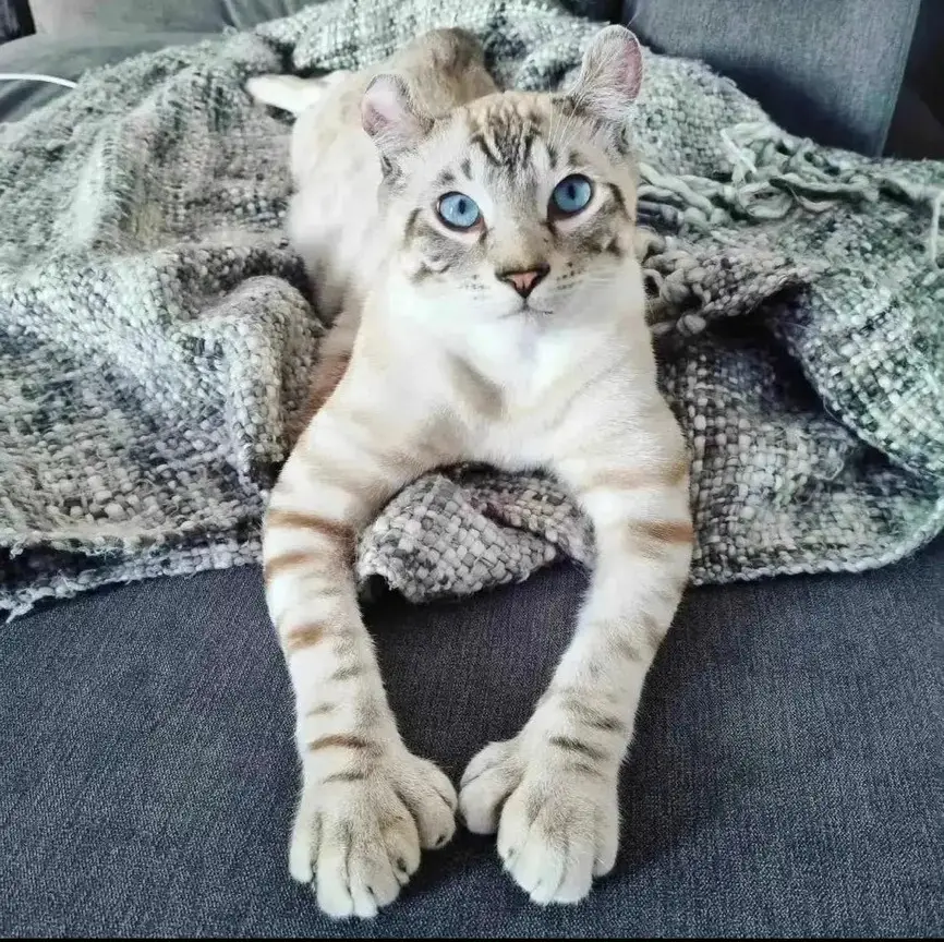 The ghost cat Keetso has the most perfect ears and paws, leaving observers in awe of its unique and captivating appearance.thi