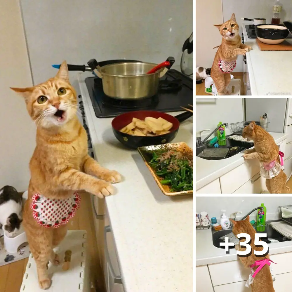 Culinary Capers: Cats’ Mischievous Adventures in the Kitchen