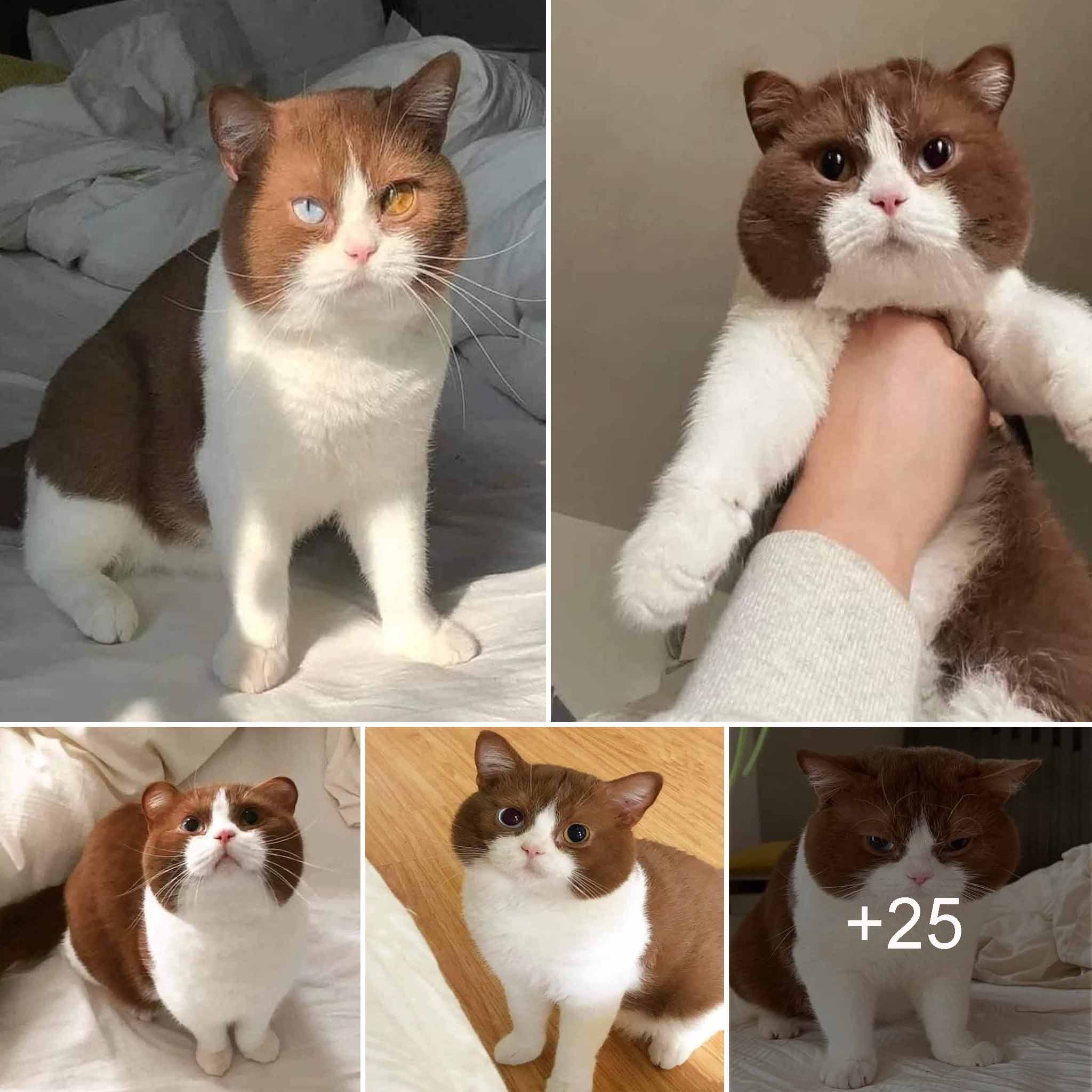 Meet Choco, the cat with adorable eyes and fur color that is causing a stir in the online community.thi