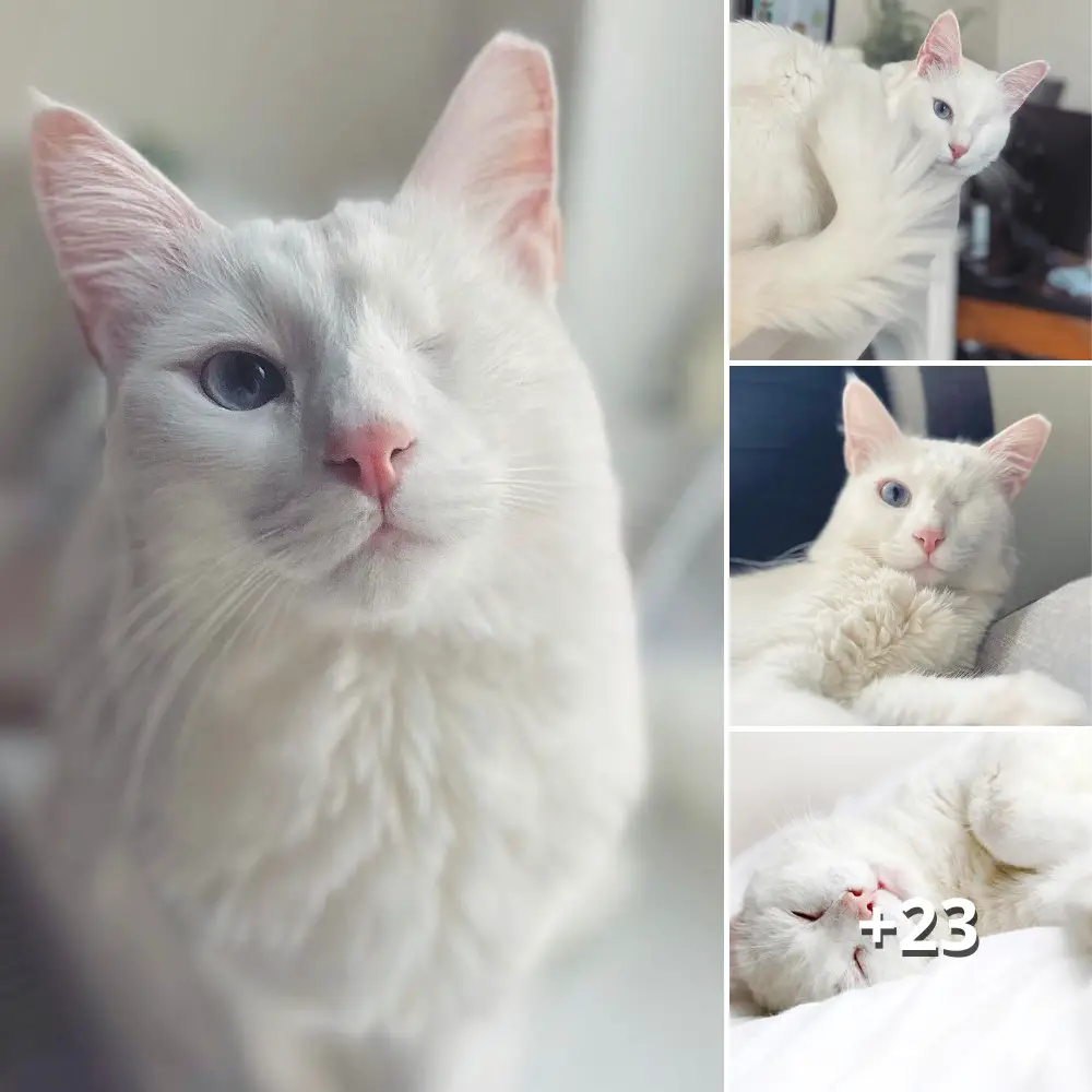 Beauty Beyond Imperfections: The Enchanting One-Eyed Cat