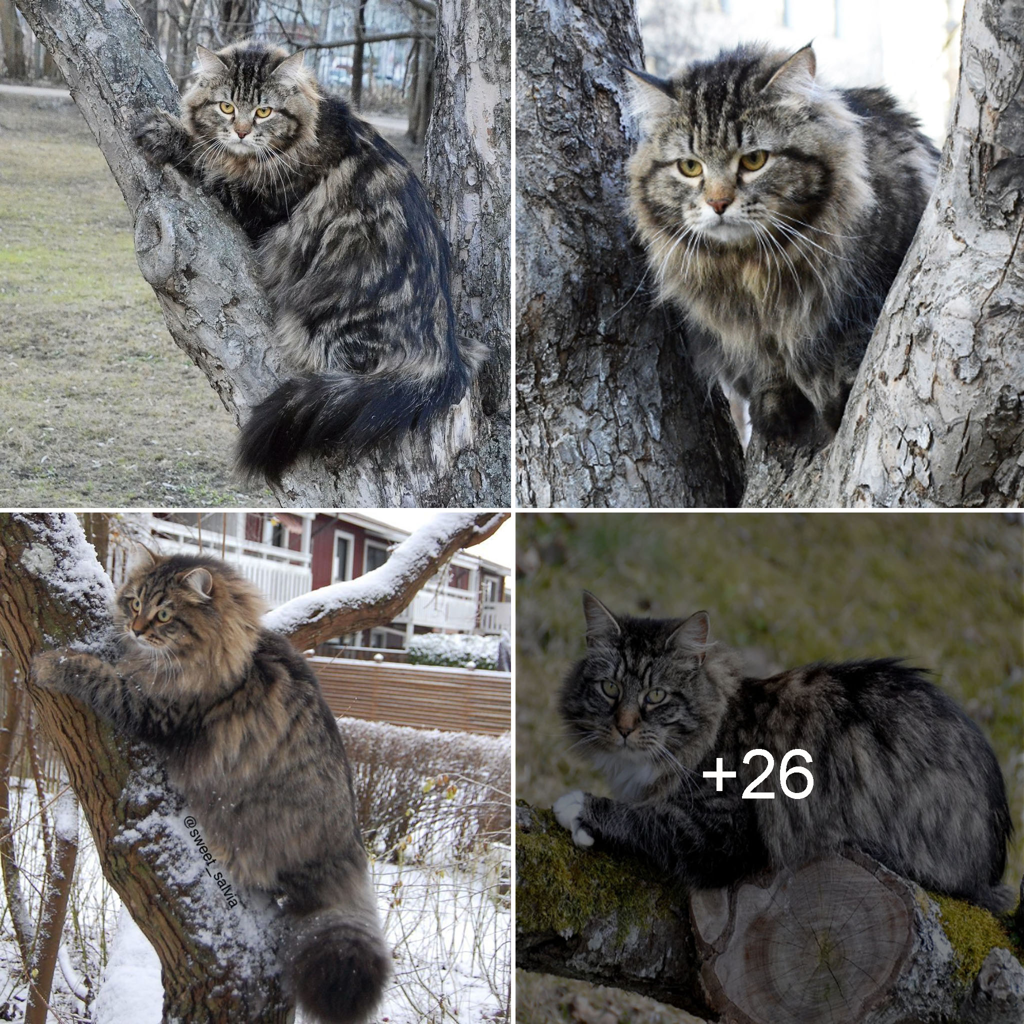 Meet Finn: The Majestic Norwegian Forest Cat.