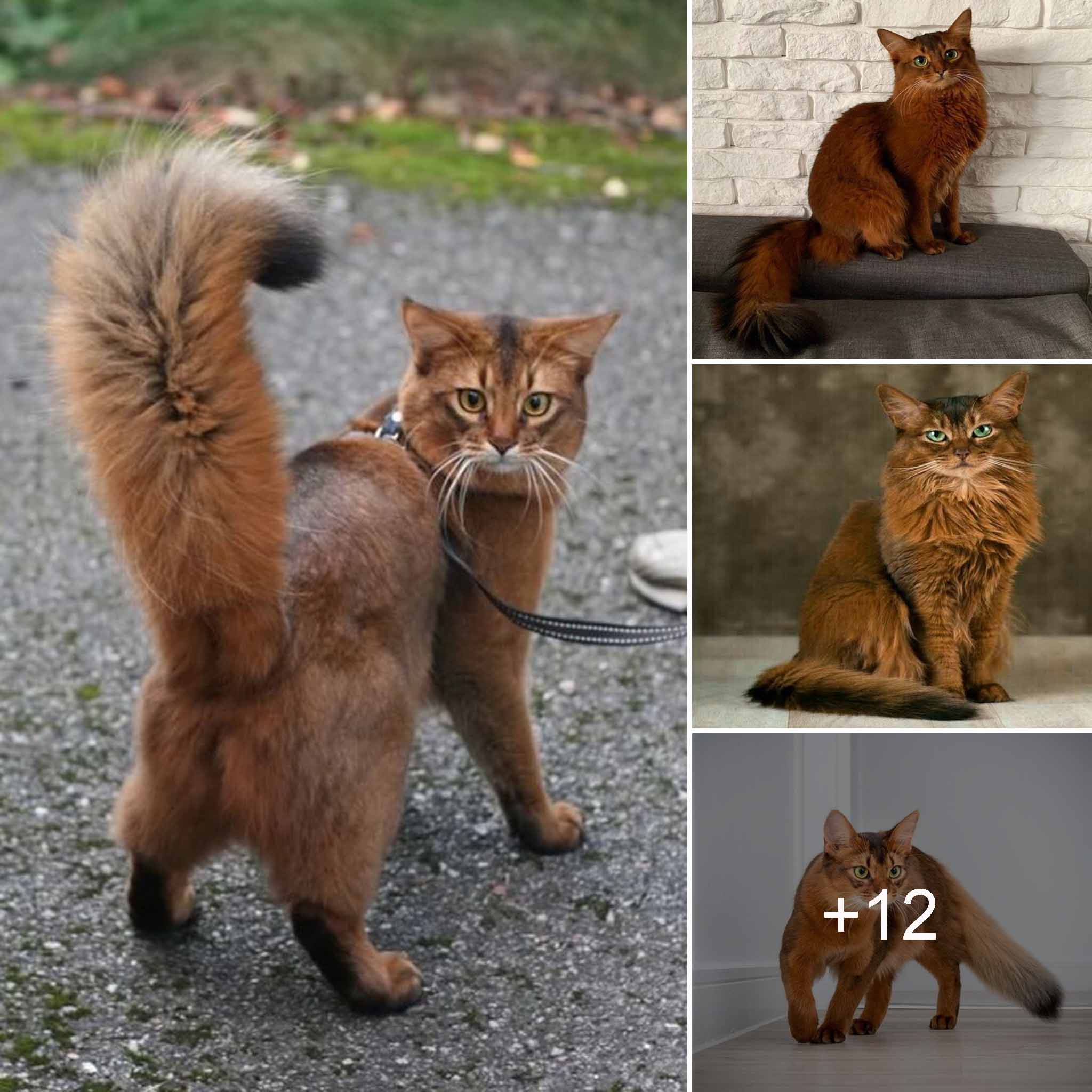 Unveiling the Most Majestic Feline Tails, Showcasing the Reigning Cats in All Their Splendor.thi