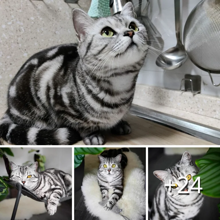 The Fascinating World of Cats with Zebra-Like Fur.thi