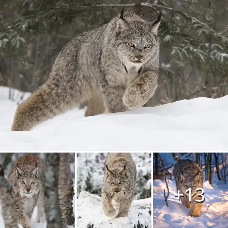 Canadian Lynx: Unveiling the Enchanting World of Feline Playfulness and Bonding.thi