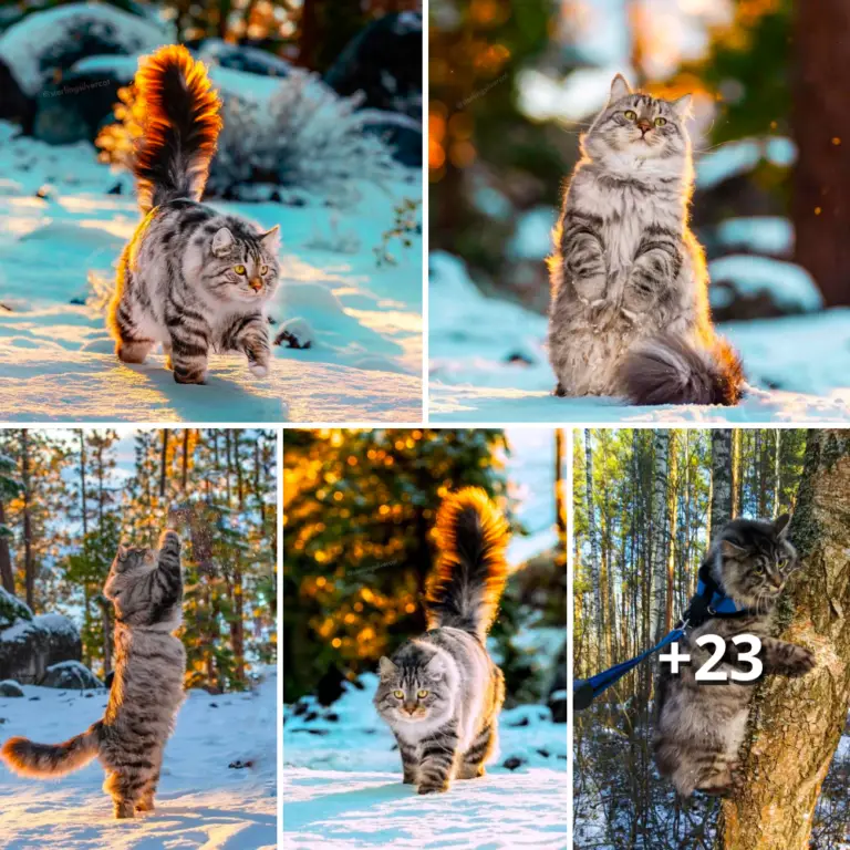 Meet Henri, the Norwegian Cat, Radiating Winter Bliss.thi