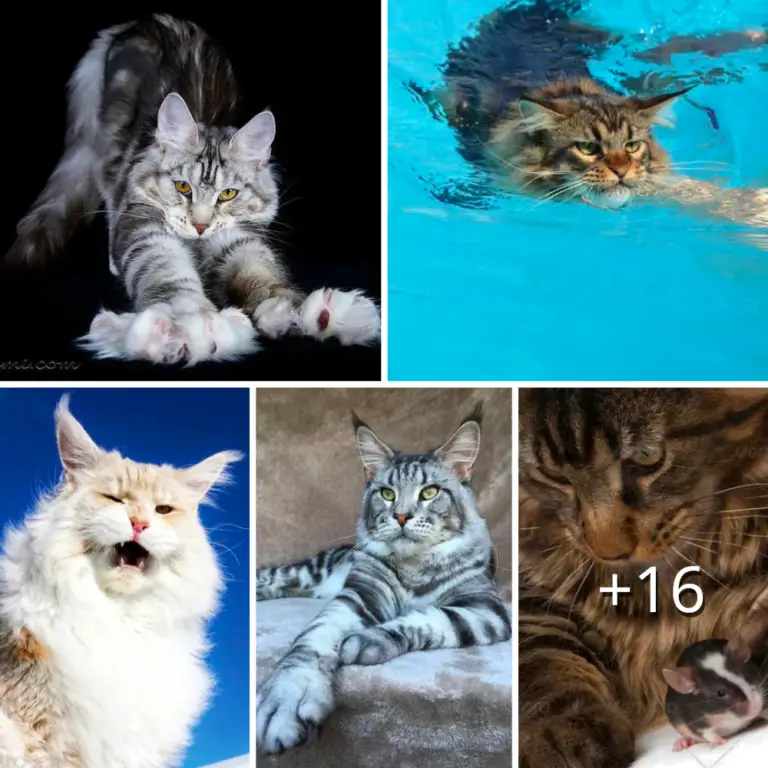 Unveiling Enigma: Investigating Little-Known Facts About Maine Coon Cats.thi