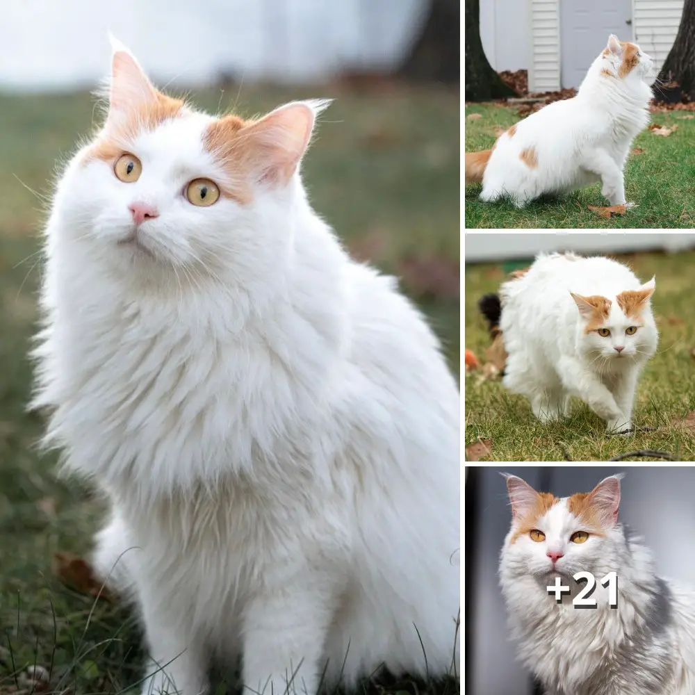 Meet Ere, The Enchanting Turkish Van Cat Whose Pristine White Fur Steals Hearts