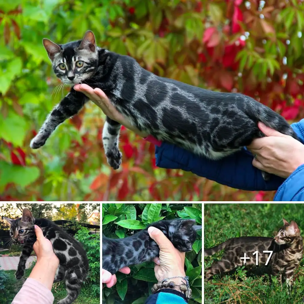 In the Shadows of Elegance: Discovering the Spellbinding Charisma of the Rare Black Bengal Cat