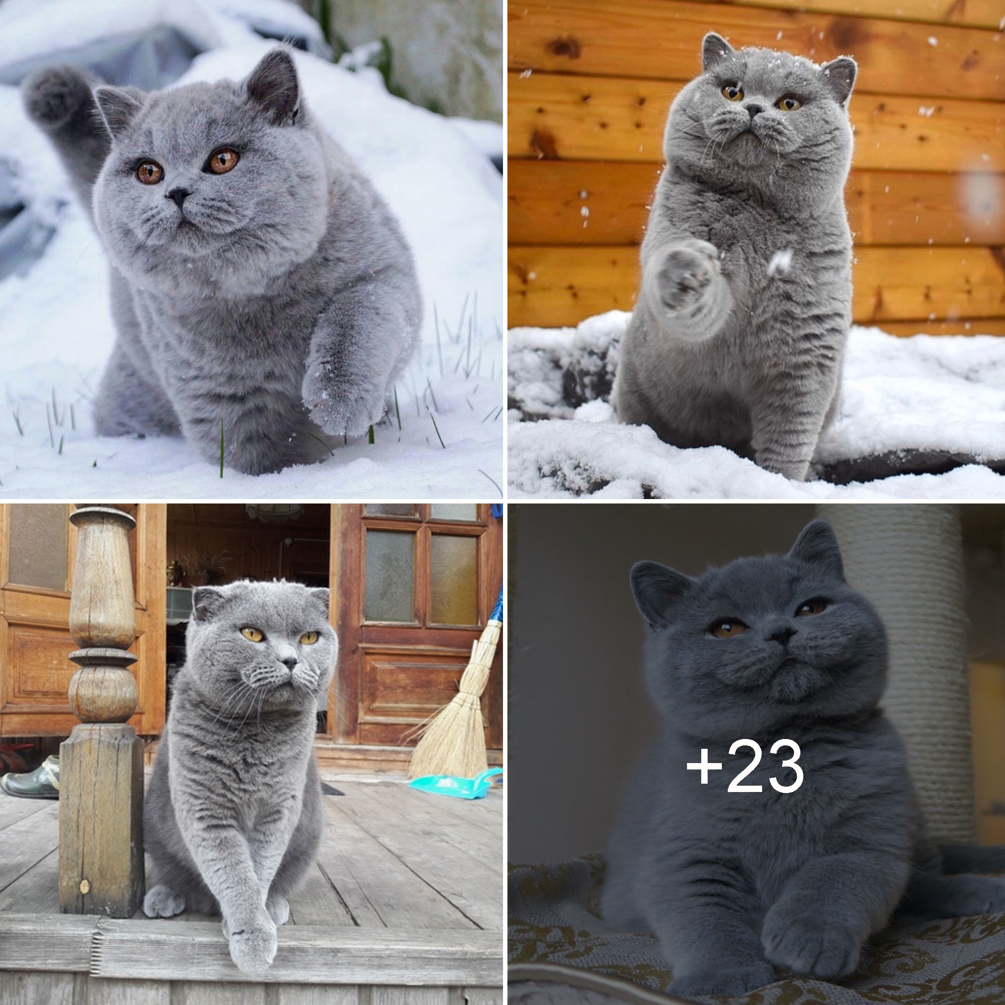 Adorable chubby cats dominate the e-commerce market with irresistible charm.thi