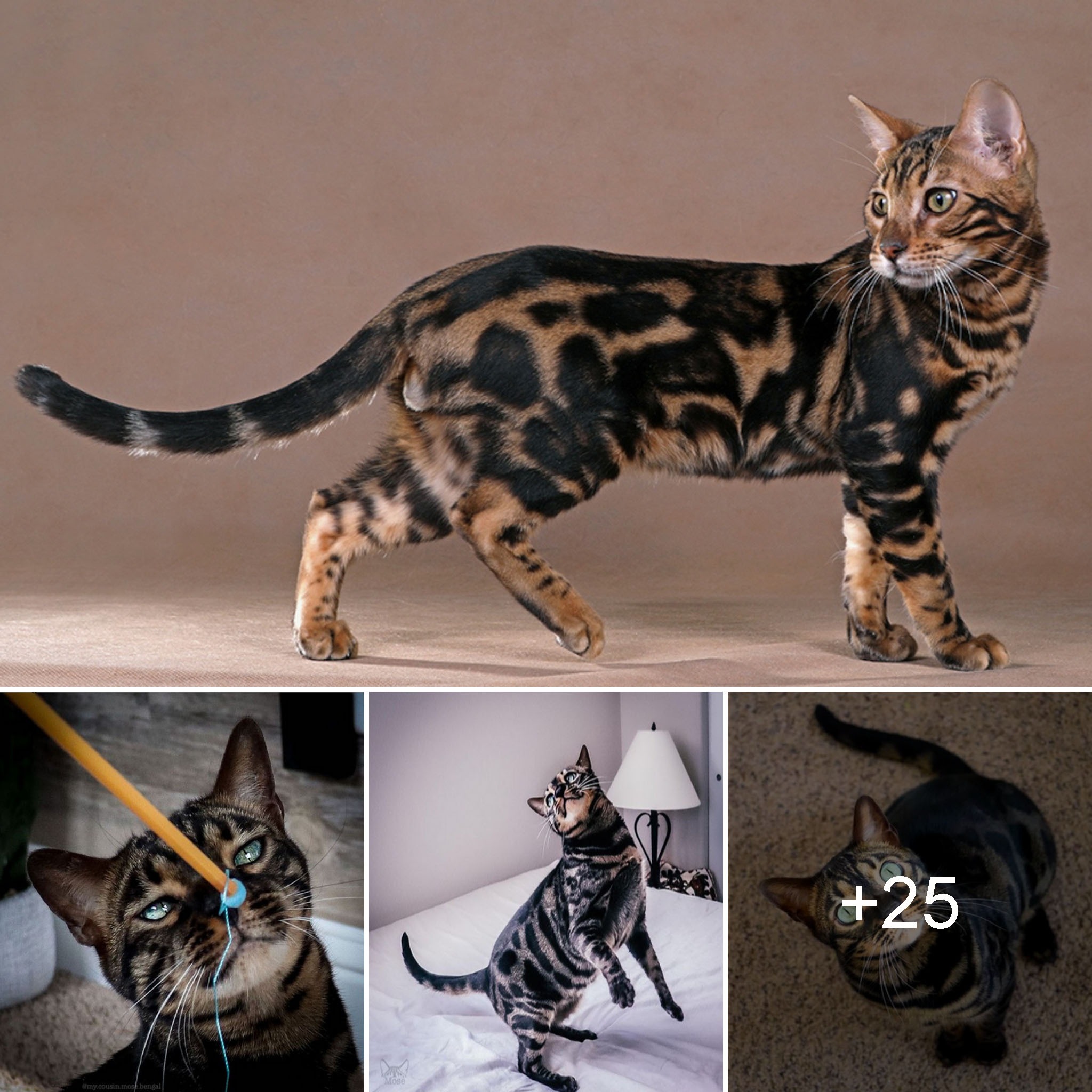 Meet Mose: A Charismatic Bengal Cat with Charm and Playful Spirit.ngoctrai