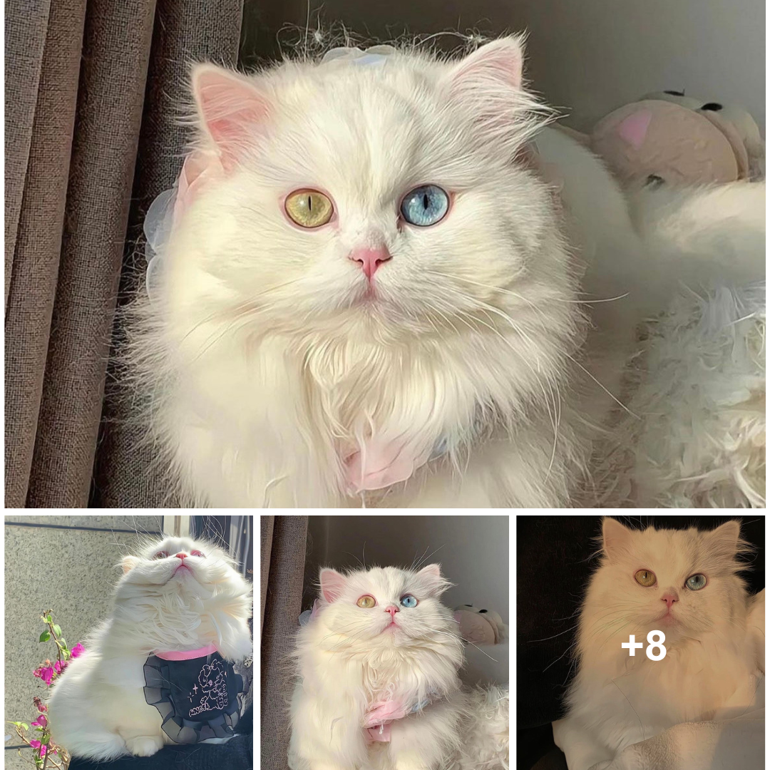 The intriguing cat has captured the attention of the internet community and generated excitement with her adorable and angelic appearance, giving the impression that she just walked out of a comic book.