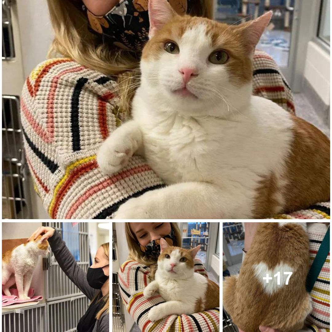 This cat is looking for a loving home! It has a heart-shaped marking on its back!