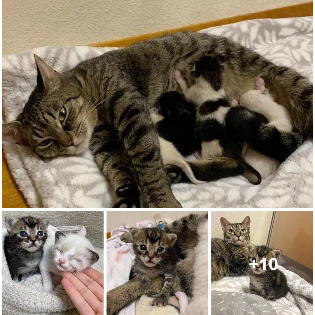 When reunited with her kittens, a cat shows them the utmost affection and care.