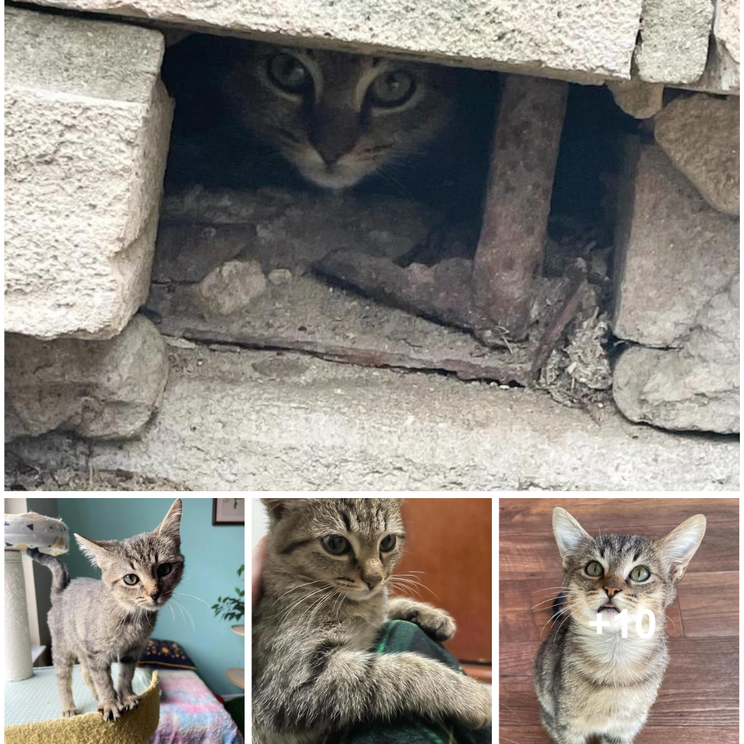 After spending an hour in the rain with a kind person, a kitten hiding behind a wall decides to trust them.