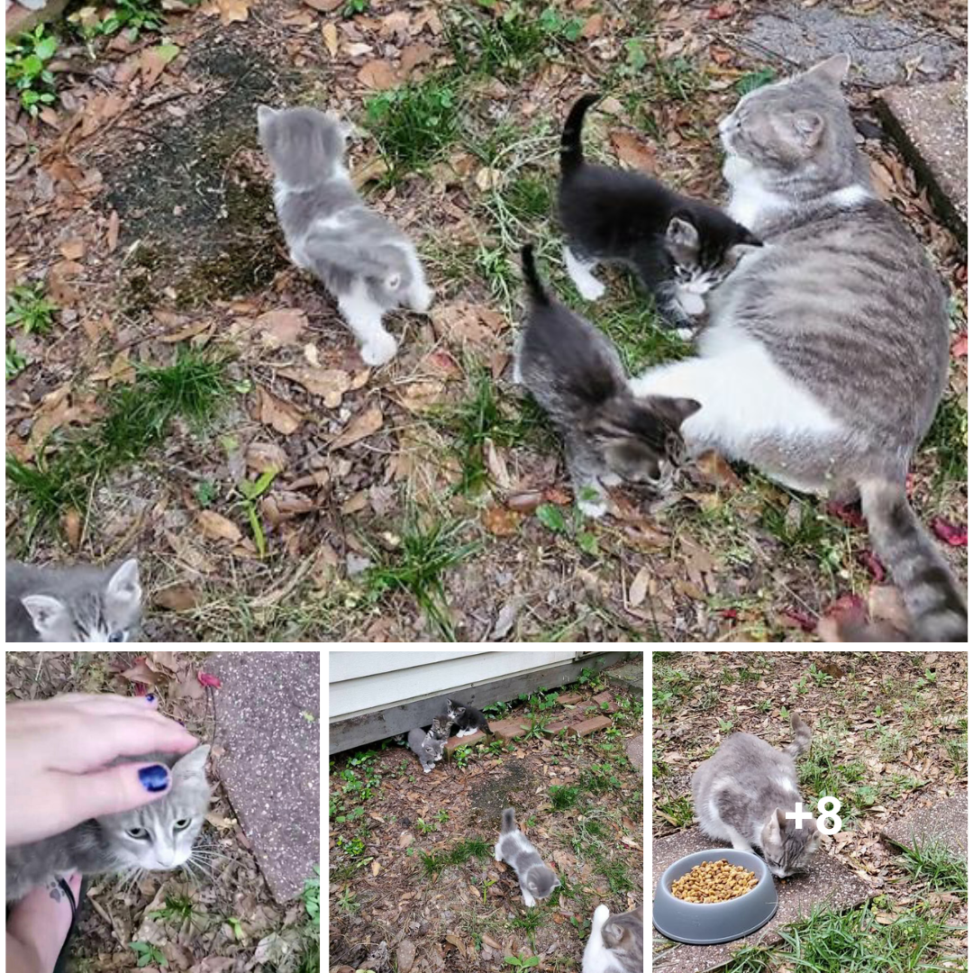 A compassionate woman is introduced to her adorable kittens by a stray cat.