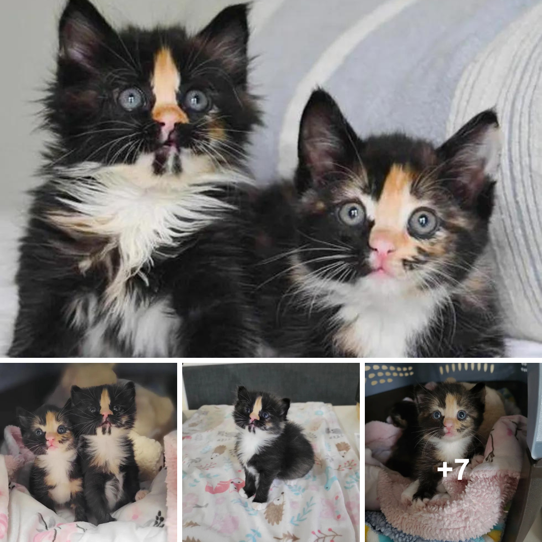 These Kittens Are Overjoyed to Have a Comfortable Place to Call Home and Delicious Food to Eat After Being Found Alone.