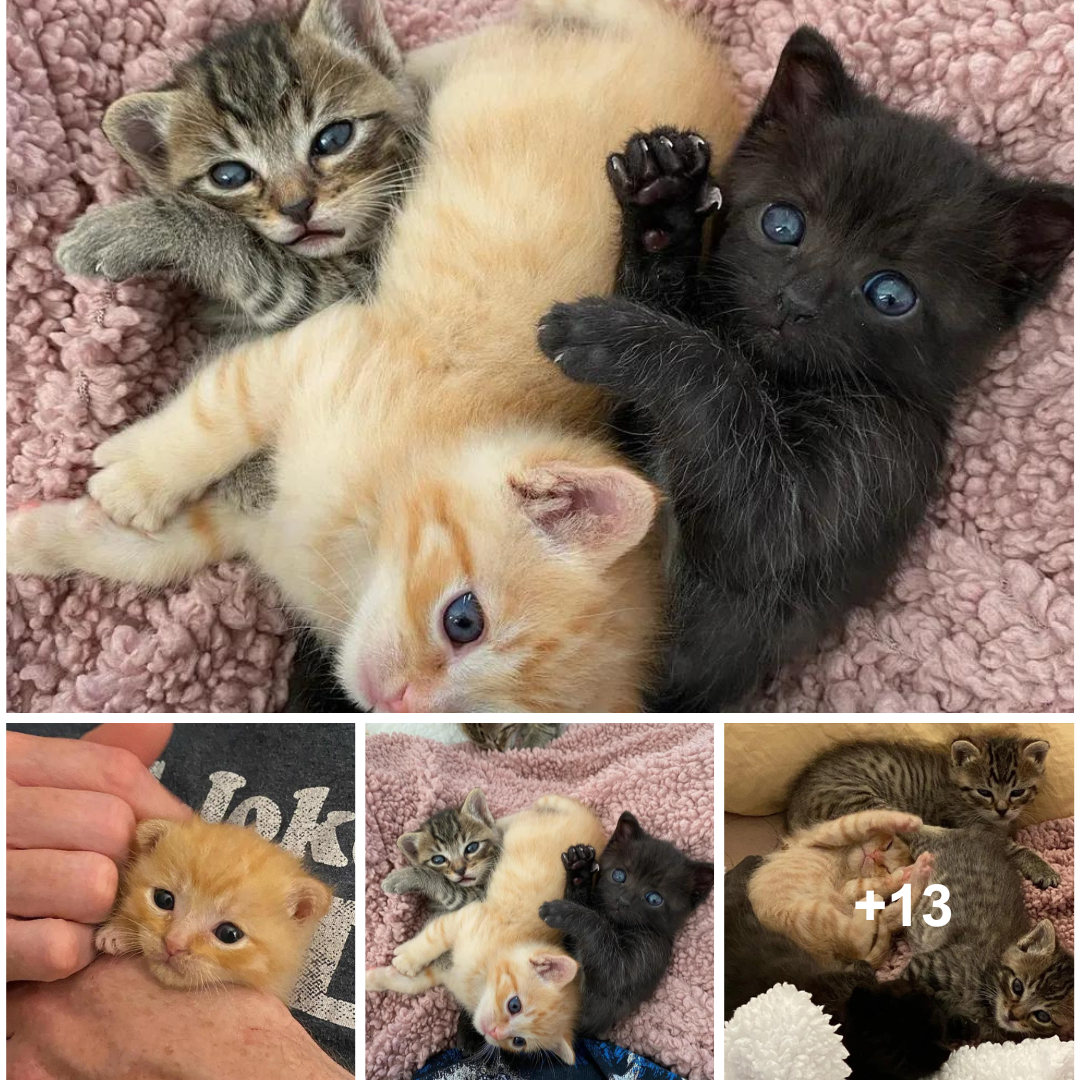 These cute tiny kittens immediately curl up on anyone’s lap they come across after finding a loving family to care for them.