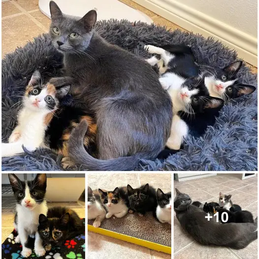 Before the homeowners could get her assistance, the cat wandered to their house and discovered five kittens on their porch.