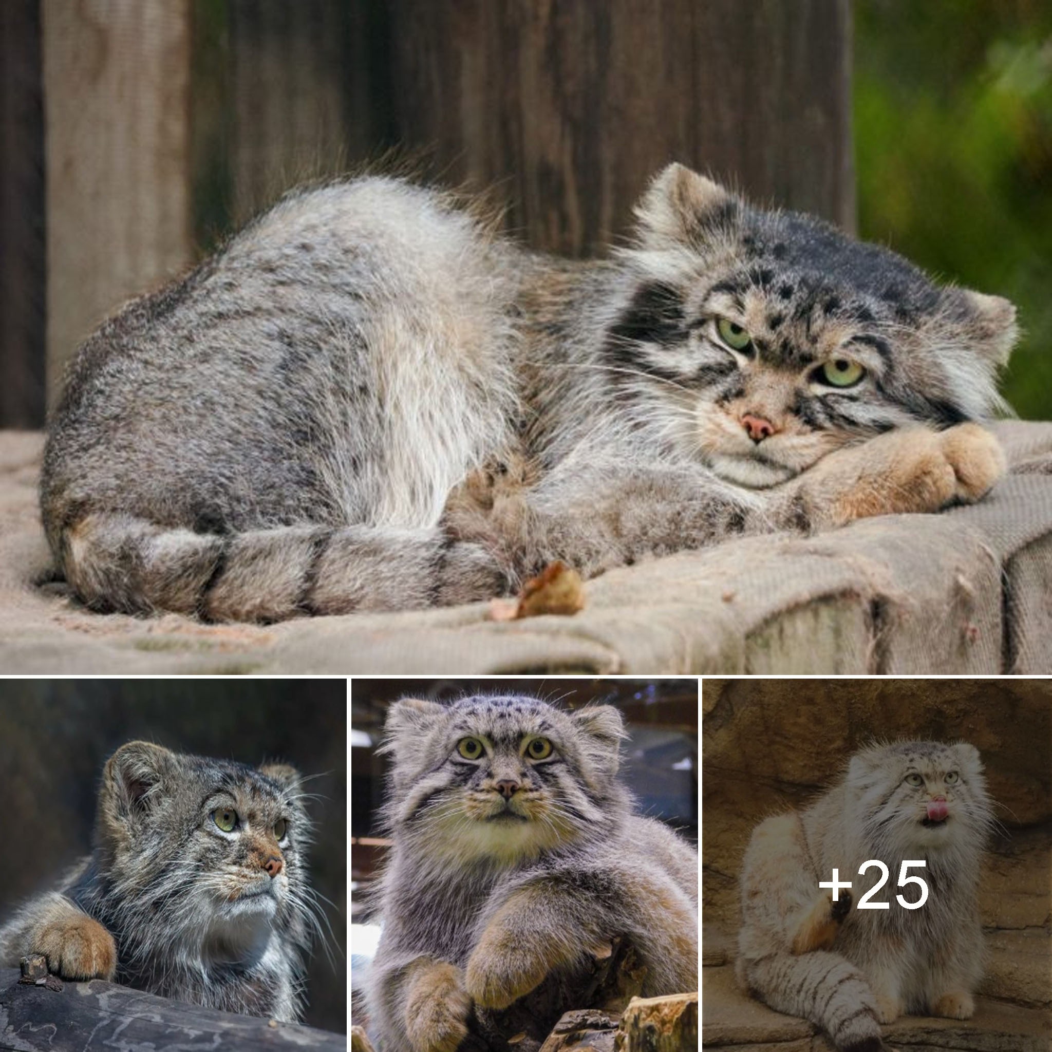 The Pallas Cat: Unveiling the Beauty and Adorableness of a Unique Feline.ngoctrai