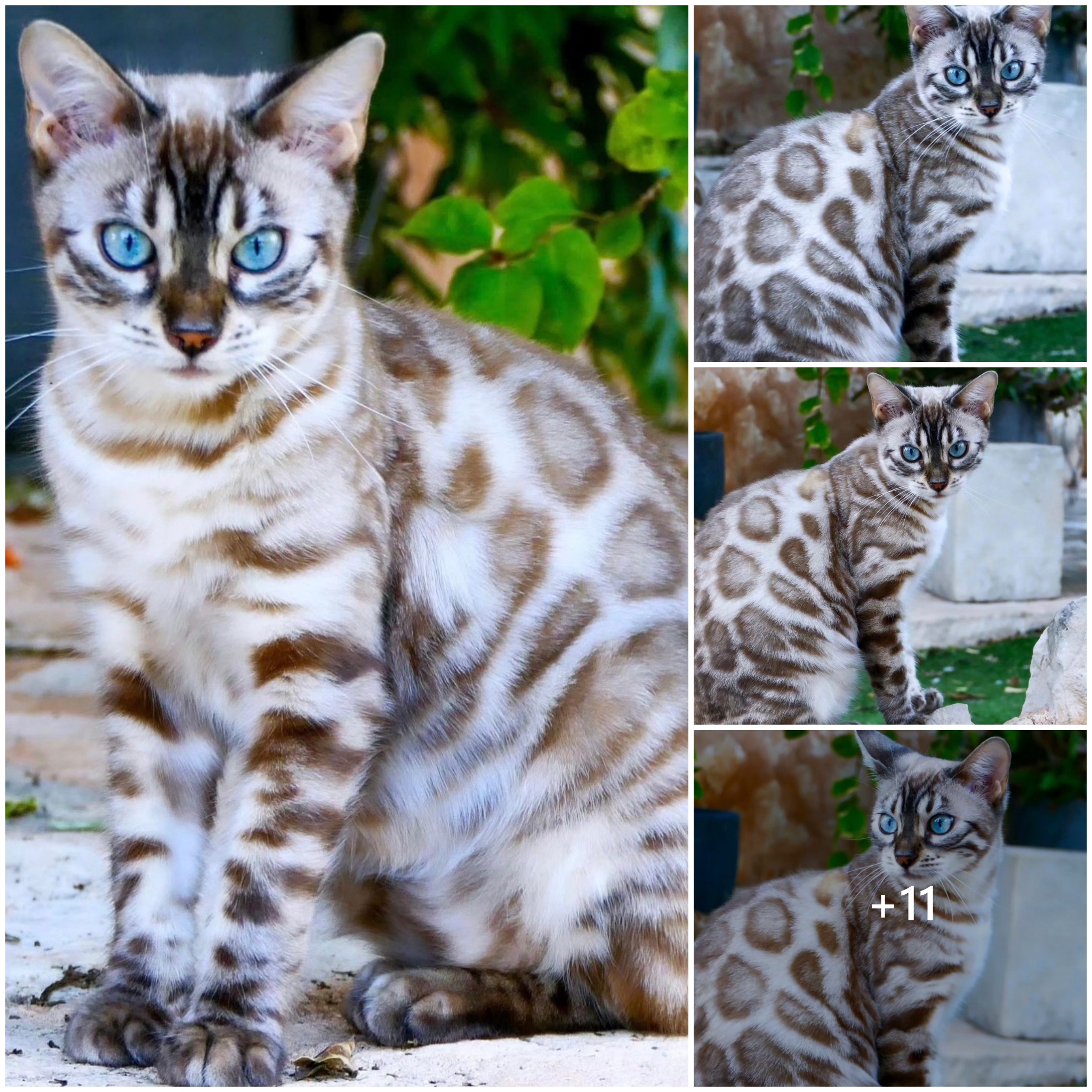 NT. Melting hearts with the incredibly adorable images of this Silver Bengal cat