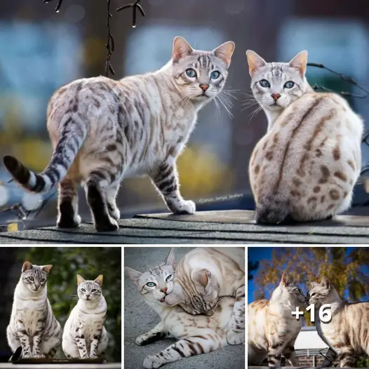 TT A Tale of Adorable Love: How Two Lively Cats Stole the Hearts of the Online Community