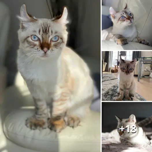 TT Freya’s Heartwarming Journey: The Highland Lynx Rescue Cat Whose Sweet Personality Melts Millions of Hearts