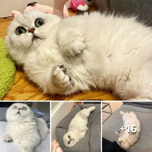 TT Mochi’s Tale: A Munchkin Cat’s Incredible Journey from Grief to a Loving Home