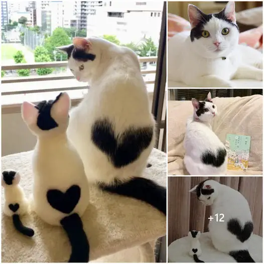 TT Ikura: The Charming Kitten with a Heart of Gold and Pure White Fur