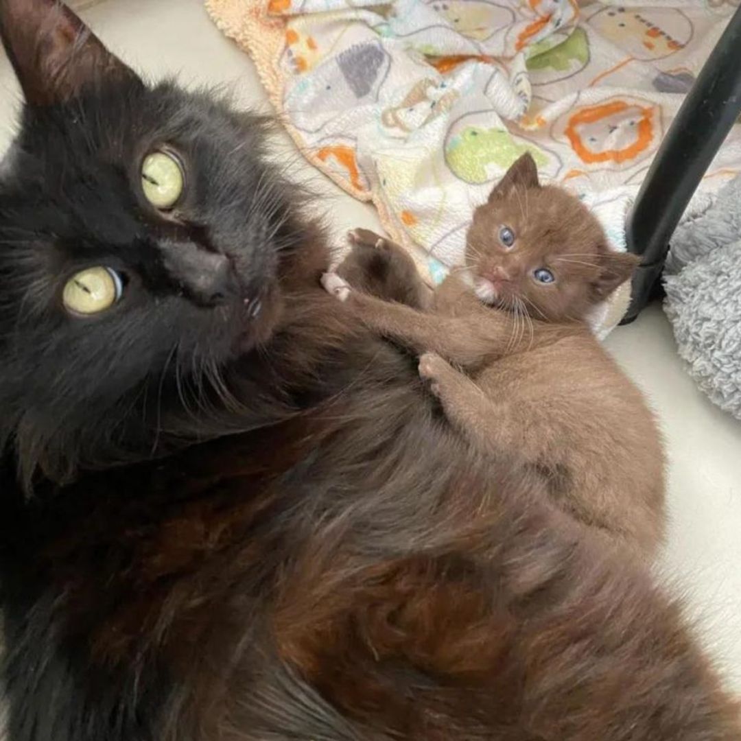 A Kind Family Adopts A Cat And Her Four Rare Brown-Colored Kittens