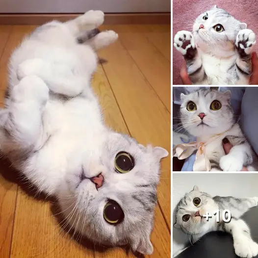 TT Hana: The Adorable Big-Eyed Cat Who’s Taking Social Media by Storm!