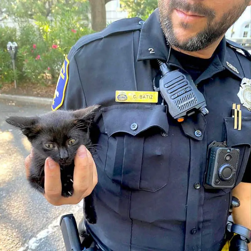 Police Officer Rescues Tiny Black Kitten From Jeep Engine