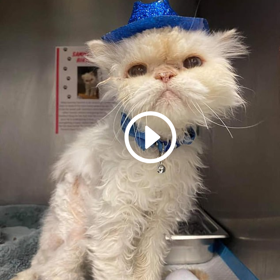 PURR-fect ending! Animal shelter throws an elderly cat a 19th birthday party complete with a glittery hat and cake – and now he’s adopted.ngoctrai