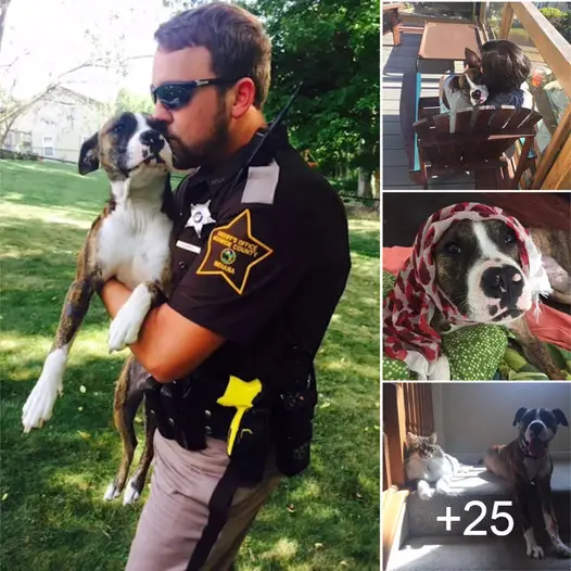 Unwanted Dog Dumped At Park Gets Adopted By The Cop That Rescued Her