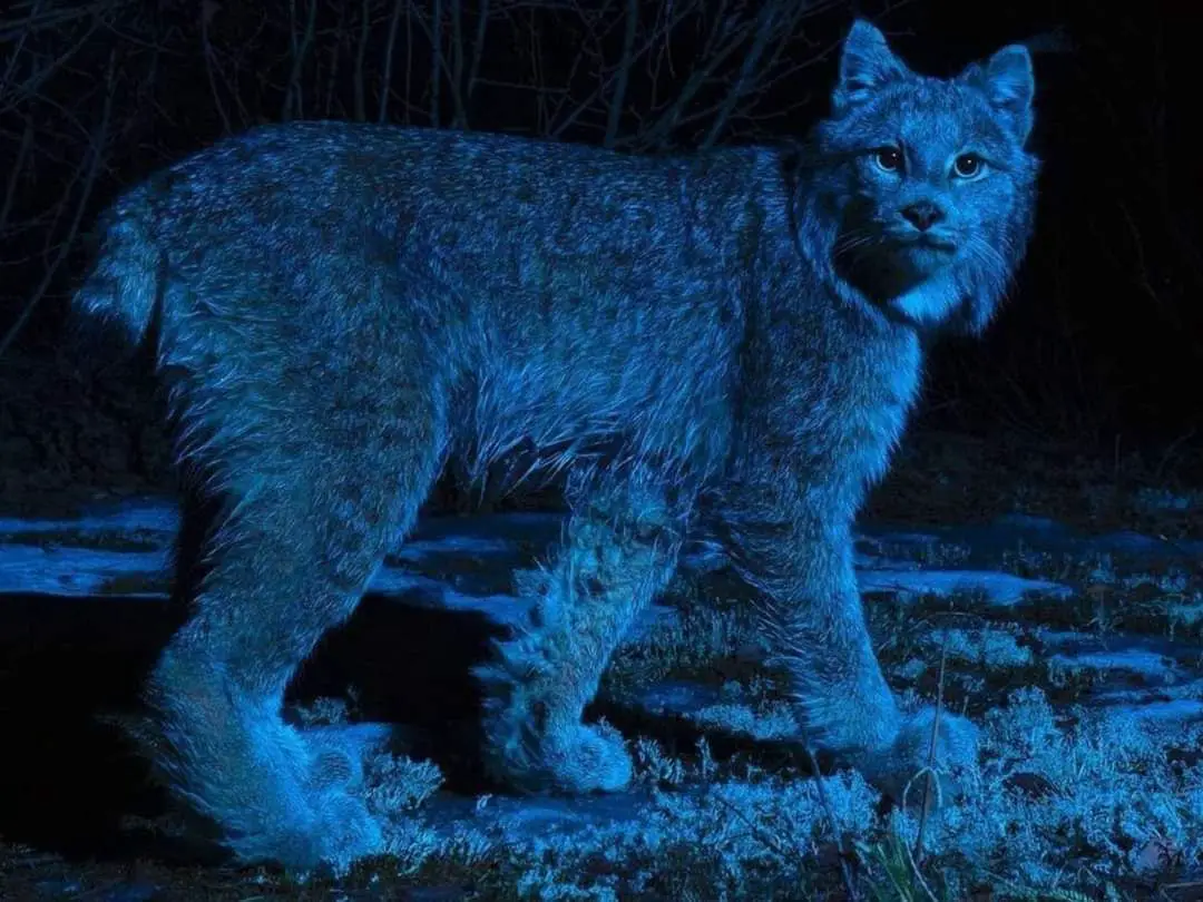 Unmasking the Nocturnal Prowler: Unveiling the Lynx’s Superior Night Hunting Prowess