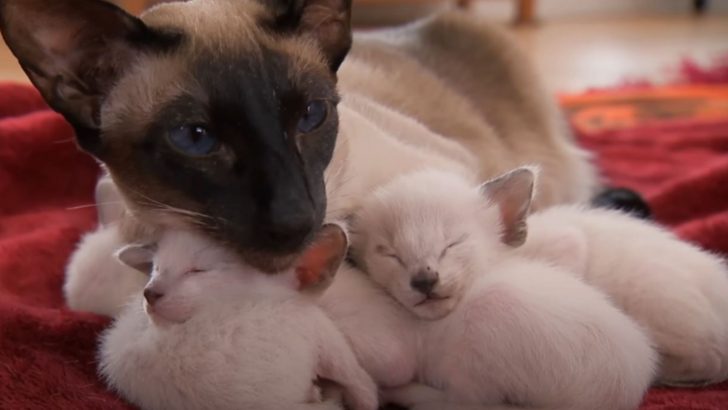 Siamese Mom’s Protective Instincts Keep Her By Her Kittens’ Side