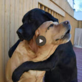 TN The emotionally charged reunion between two dogs after an unimaginable 8-month separation, as they embraced each other passionately, created a deeply moving moment for all the witnesses.