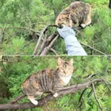 Cat Ends Up Stuck On A Tree For Days After Running Away From Some Loose Dogs