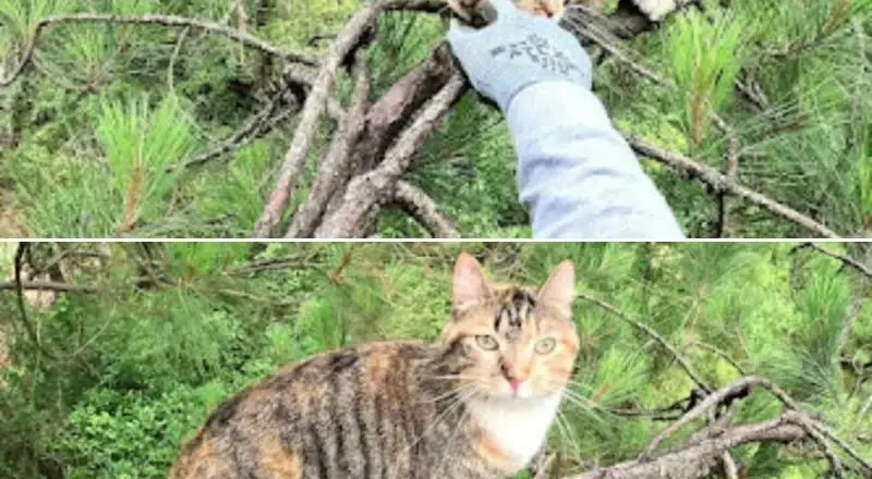 Cat Ends Up Stuck On A Tree For Days After Running Away From Some Loose Dogs