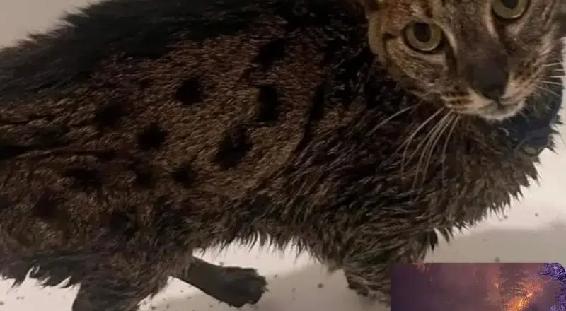 Cat Survives Devastating Wildfire In Colorado Thanks To One Lifesaving Detail