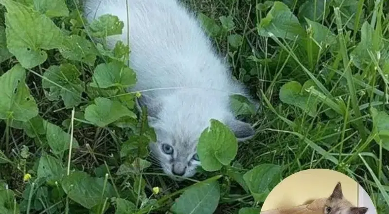 Feral Kitten Was Lying On A Lawn Paralyzed By Fear But His Life Took An Unexpected Turn