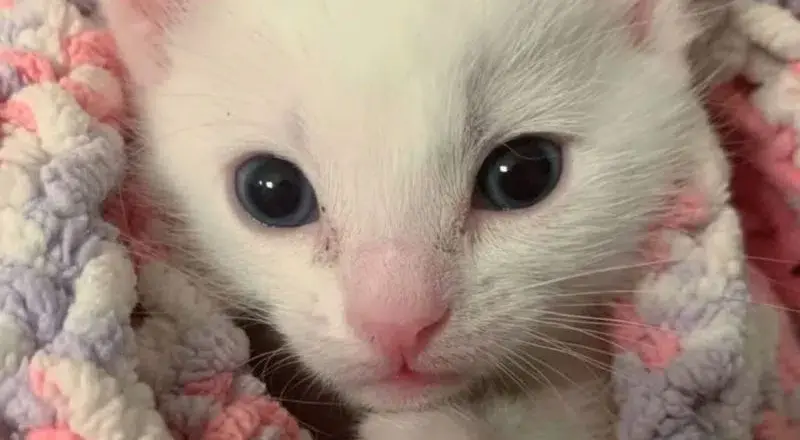 Rescuers Arrive To Pick Up A Kitten But His Mother Needed Urgent Care