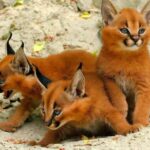 Strange Wild Cat Called A Caracal Might Just Be The Cutest Animal In The World (Video)