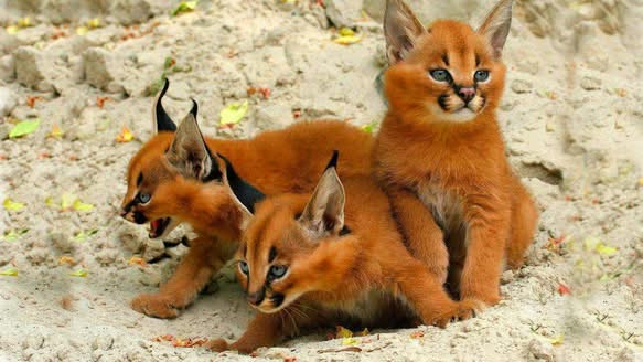 Strange Wild Cat Called A Caracal Might Just Be The Cutest Animal In The World (Video)