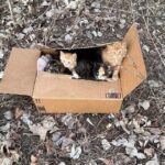 Abandoned Feline Family Found in Ohio Park Now Safe; Rescuers Have Important Message for The Responsible Party